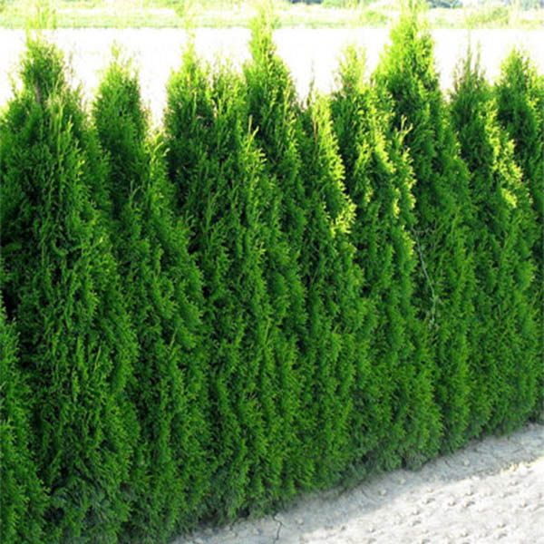 Grafika #0: Podziękowanie