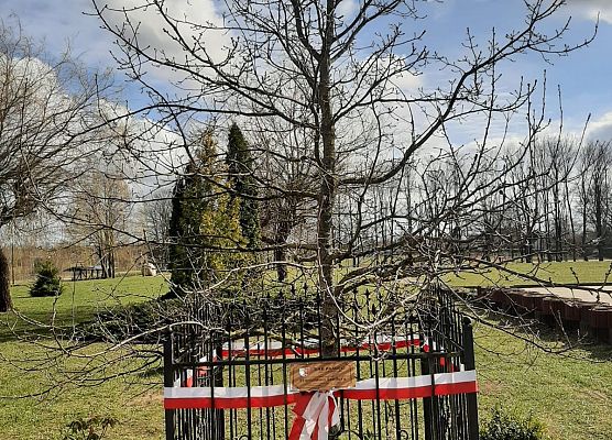 Dąb pamięci Stanisława Szeflera