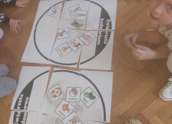 Przedszkolaki grupują zwierzęta z różnych kontynentów