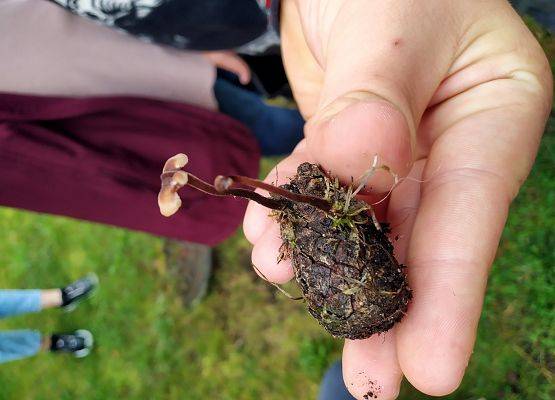 Sosnowa szyszka z wyrastającym z niej grzybem.