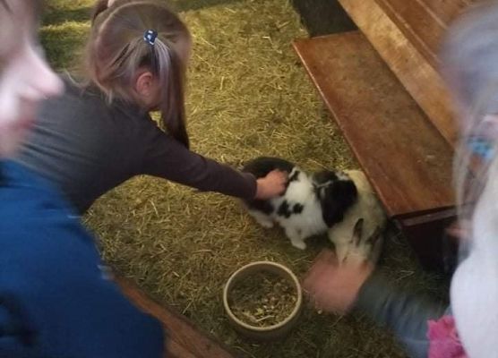 Dzieci dotykają świnkę morską