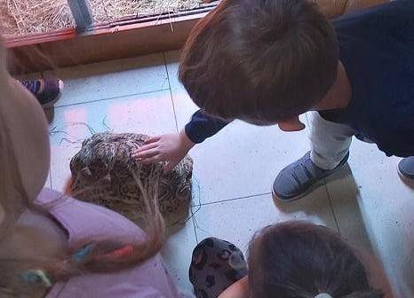 Dziecko dotyka żółwia