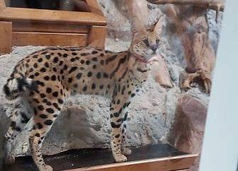 Serwal- zwierzę w gablocie