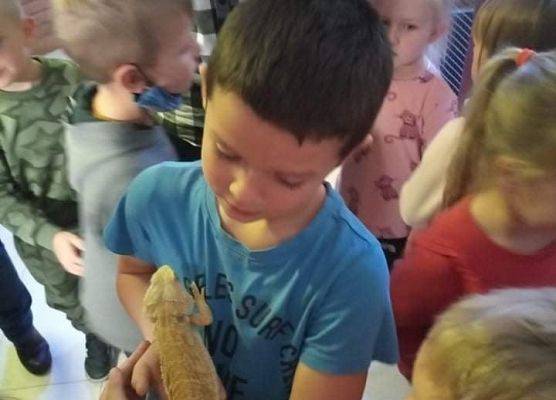 Przedszkolak trzyma agamę brodatą