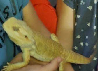 Chłopiec trzyma agamę brodatą