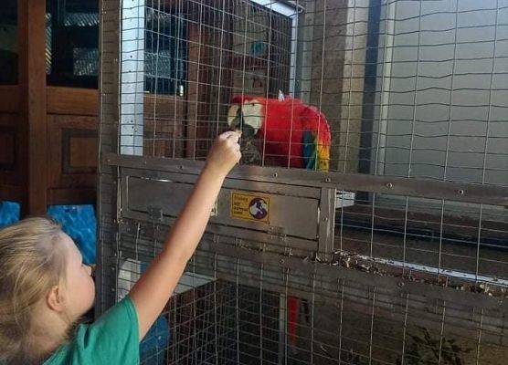 Dziewczynka karmi papugę