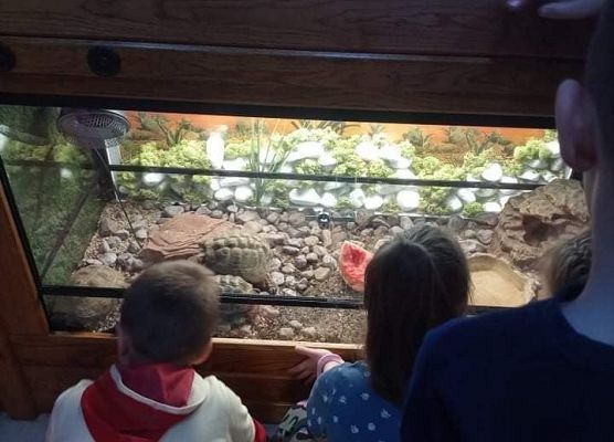 Przedszkolaki podziwiają żółwia