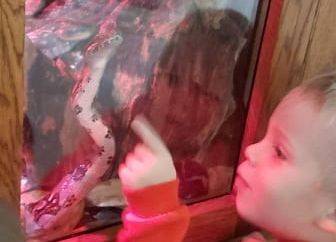 Chłopiec przy gablocie