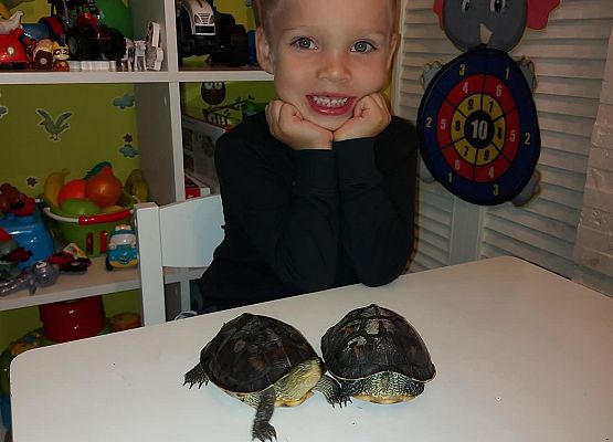 Chłopiec obok żółwi