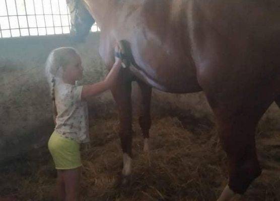 Dziewczynka czyści konia