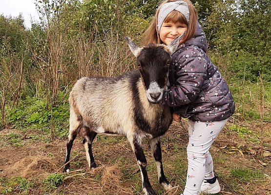 Dziewczynka przytula kozę