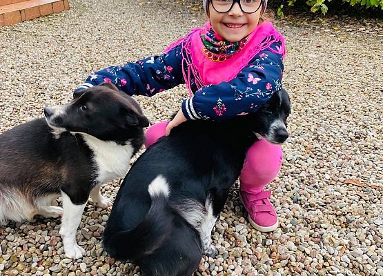 Dziewczynka kuca obok dwóch piesków