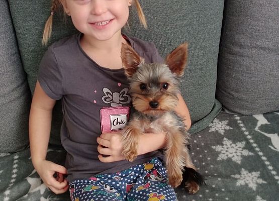 Dziewczynka trzyma pieska