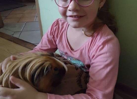 Dziewczynka trzyma świnkę morską