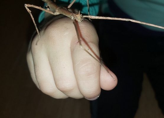 Patyczak na dłoni dziecka