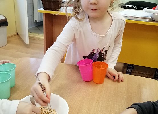 Dziewczynka  za pomocą pęsety przenosi groszki z miski do kubka