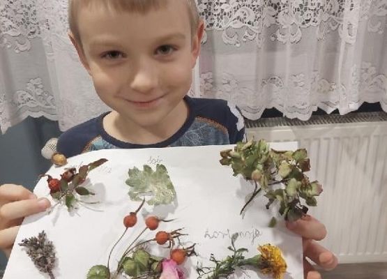 Uczeń prezentuje wykonany przez siebie zielnik