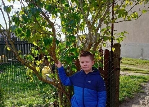 Uczeń stoi przy obserwowanym drzewku