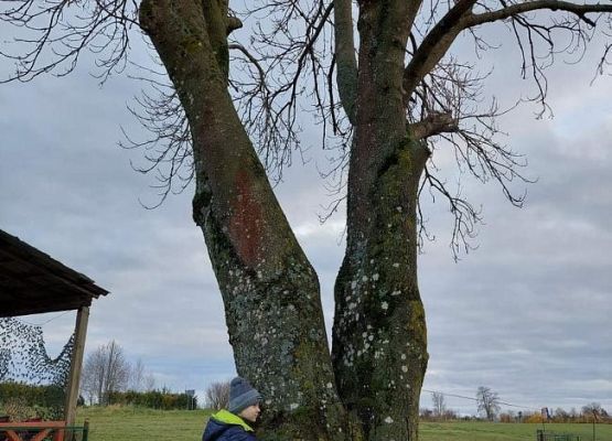 Uczeń przytula się do drzewa