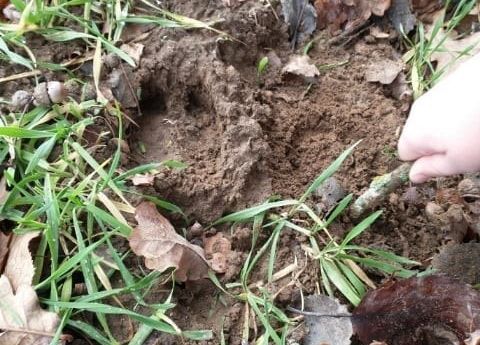 Ślady dzikich zwierząt