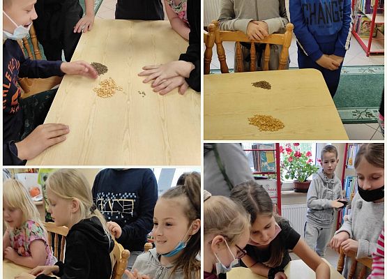 Uczniowie siedzą przy stolikach i segregują ziarna