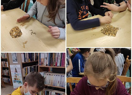 Uczniowie siedzą przy stolikach i segregują ziarna