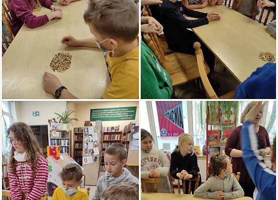 Uczniowie siedzą przy stolikach i segregują ziarna