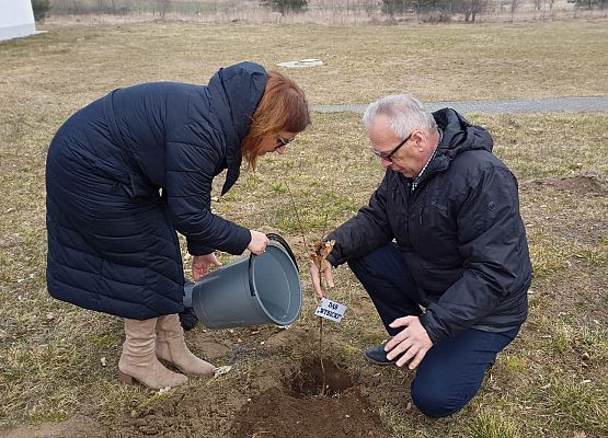 Nauczycielka podlewa sadzonkę, którą przytrzymuje dyrektor