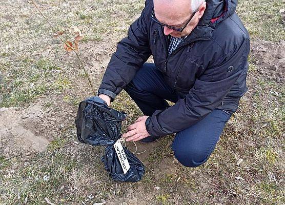 Dyrektor trzyma sadzonkę dębu