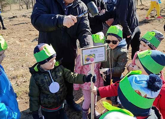 Pan dyrektor wbija tabliczkę z nazwą drzewka owocowego, obok stoją dzieci