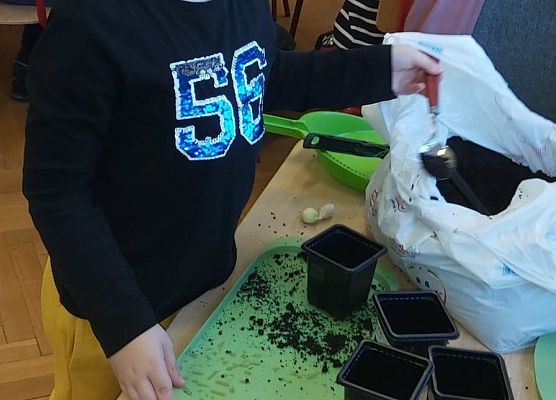 Chłopie sadzie w doniczkach cebulki