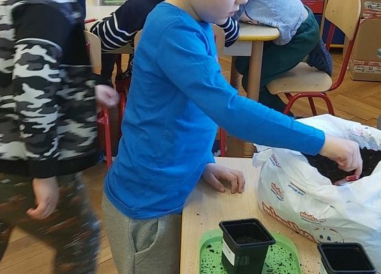 Chłopie sadzie w doniczkach cebulki