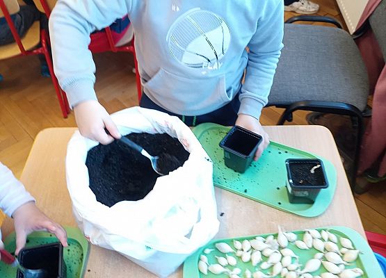 Chłopiec sadzi cebulki