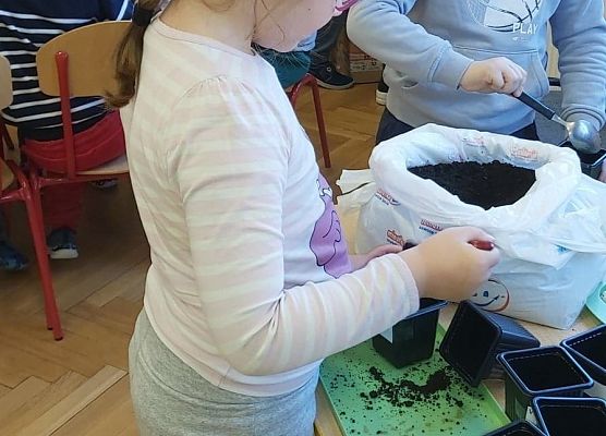 Dziewczynka wsypuje ziemię do doniczek