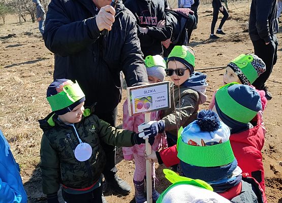 Pan dyrektor wbija tabliczkę z nazwą drzewka owocowego, obok stoją dzieci