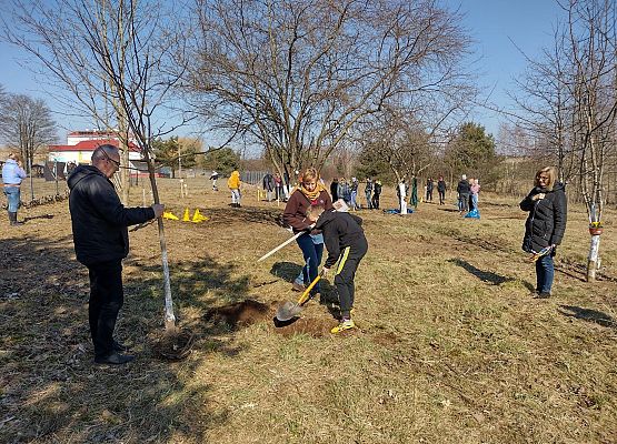 Uczeń kopie dół na drzewko