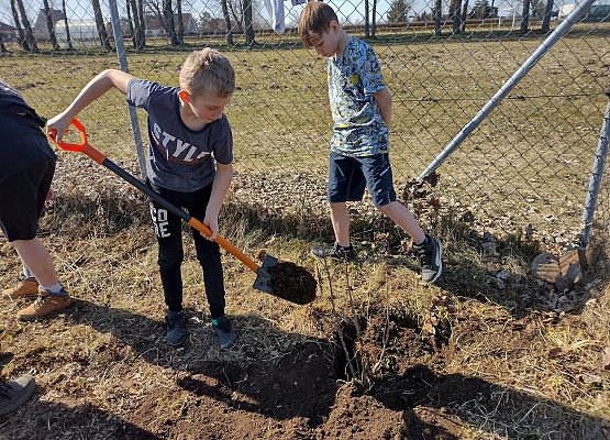 Uczeń kopie dół na drzewko
