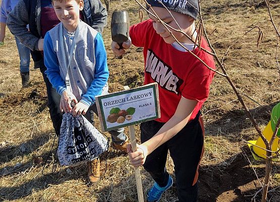 Uczeń wkopuje nazwę drzewa.