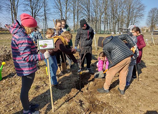 Uczniowie  sadzą drzewo