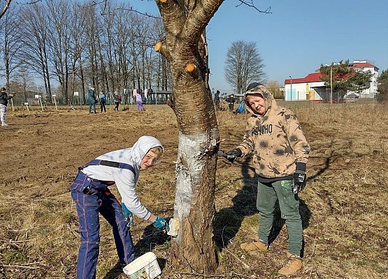 Uczniowie bielą drzewka