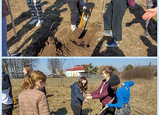 Uczniowie sadza drzewko