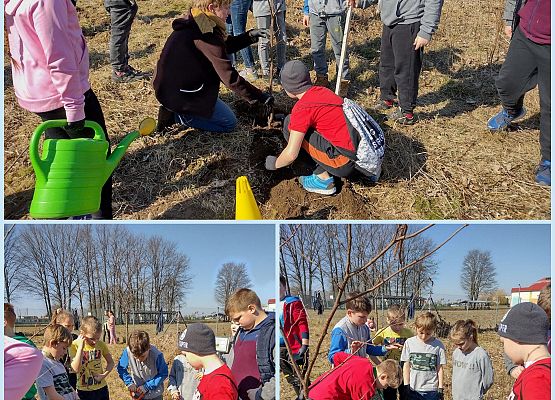 Uczniowie sadza drzewko