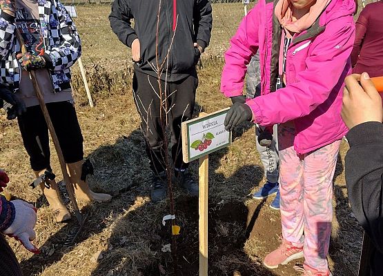 Uczennica wkopuje nazwę drzewa.