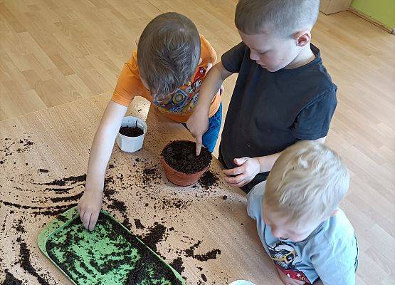 Chłopcy sadzą cebulki w doniczkach