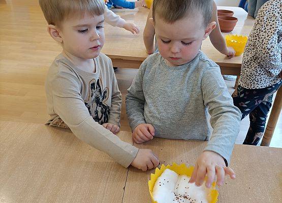 Chłopiec sieje rzeżuchę