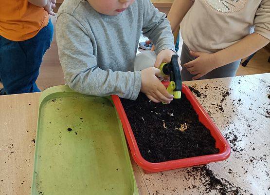 Chłopiec wsadza cebulkę