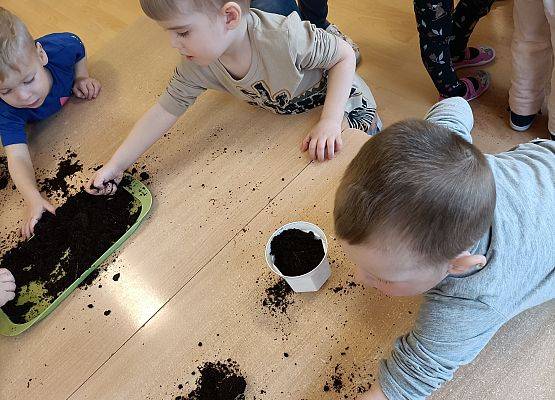 Chłopcy wsypują ziemię do doniczki