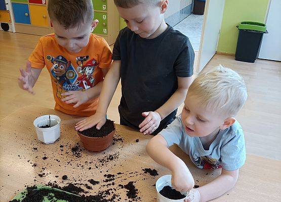 Chłopcy wsypują ziemię do doniczki
