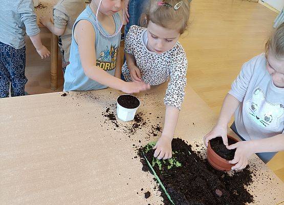 Dziewczynki sadzą cebulki