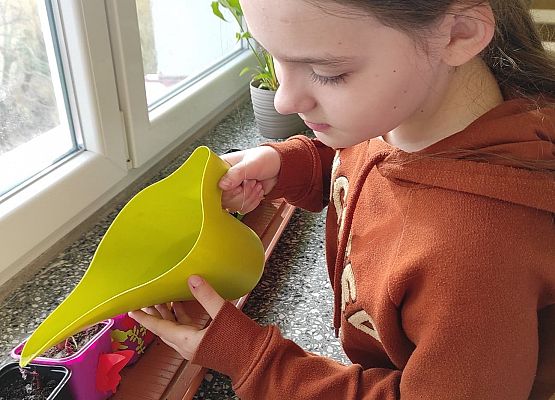 Uczennica podlewa cebulki